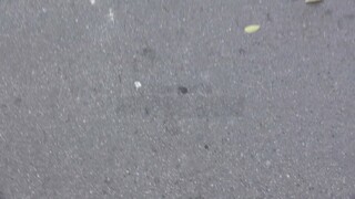 Naughty Backpacker Rina Ellis Does Street BJ - passionate whores in HD BIGWHORE.COM